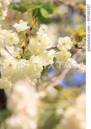 Utsukin cherry blossoms Ukon cherry blossoms Utsukin cherry blossoms in full bloom Light green cherry blossoms Utsukin cherry blossoms Ukon cherry blossoms Utsukin cherry blossoms in full bloom Light green cherry blossoms 98586107