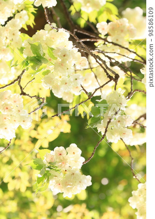 Utsukin cherry blossoms Ukon cherry blossoms Utsukin cherry blossoms in full bloom Light green cherry blossoms 98586109