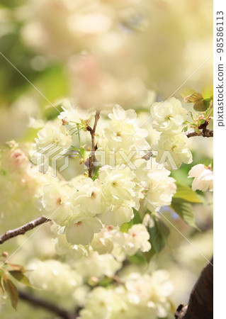 Utsukin cherry blossoms Ukon cherry blossoms Utsukin cherry blossoms in full bloom Light green cherry blossoms 98586113