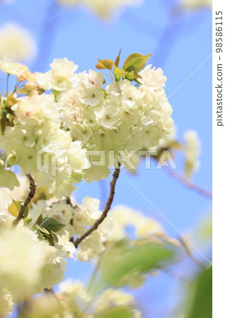 Utsukin cherry blossoms Ukon cherry blossoms Utsukin cherry blossoms in full bloom Light green cherry blossoms 98586115