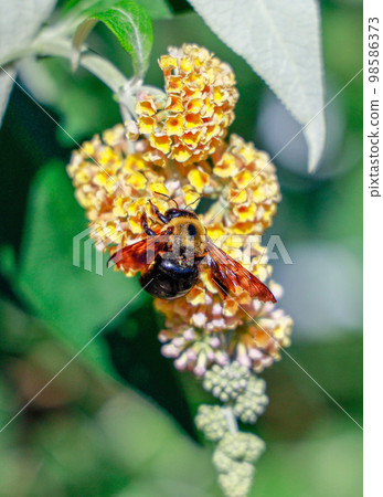 吮花的花蜜的蜂 98586373