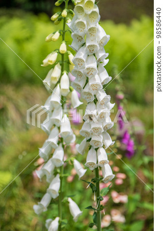 Flowers that color spring Seasonal image Flowers that color spring Seasonal image 98586440