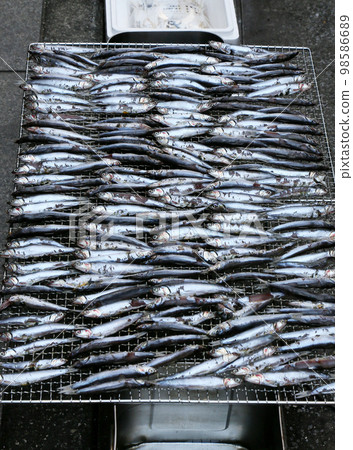 Sardine Sardine 98586689