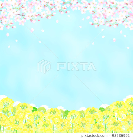 櫻花和油菜花櫻花藍天染井吉野 櫻花和油菜花櫻花藍天染井吉野 98586991