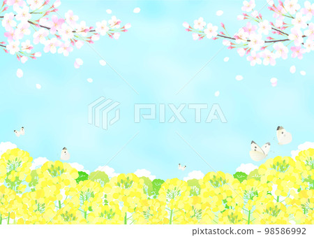 櫻花和油菜花櫻花藍天染井吉野 櫻花和油菜花櫻花藍天染井吉野 98586992