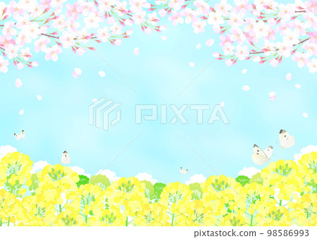 櫻花和油菜花櫻花藍天染井吉野 98586993
