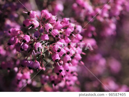 Elliot of Serpent Elementa 98587405