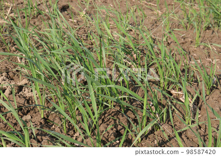 green colored wheat farm on field for harvest green colored wheat farm on field for harvest 98587420