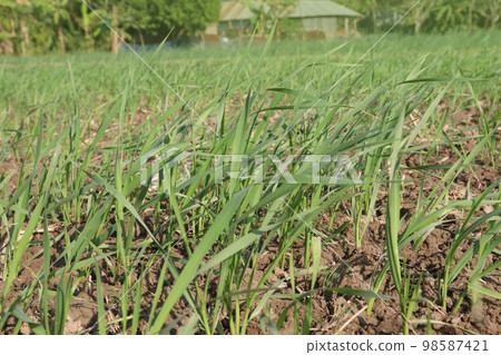 green colored wheat farm on field for harvest 98587421