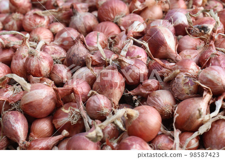 healthy and spicy onion stock on shop for sell healthy and spicy onion stock on shop for sell 98587423