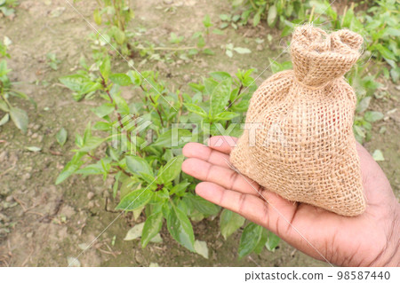 Lemon basil tree farm on field for harvest 98587440