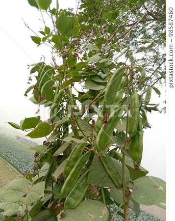 fresh and healthy Edamame stock on tree in firm for harvest fresh and healthy Edamame stock on tree in firm for harvest 98587460