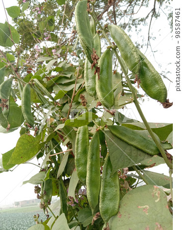 fresh and healthy Edamame stock on tree in firm for harvest fresh and healthy Edamame stock on tree in firm for harvest 98587461