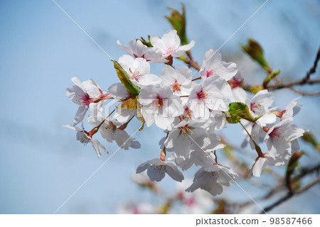 櫻花 98587466