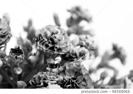 monochrome carnation monochrome carnation 98588068