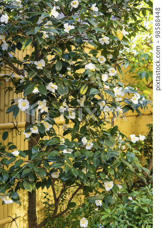 The white biscuit tree in front of the bamboo fence [Tsubaki] 98588448