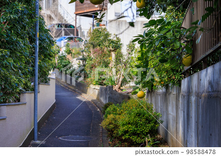 A narrow slope in a residential area with summer orange trees 98588478