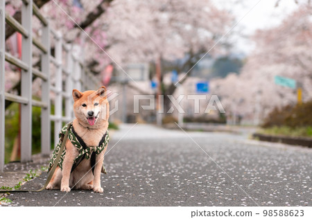Sakura和Shiba Inu 98588623