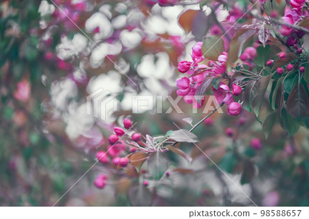 Selective focus on tree branches. An image of bright pink flowers blooming in spring. Nature. A blooming branch of a pink apple tree. With space to copy. High quality photo Selective focus on tree branches. An image of bright pink flowers blooming in spring. Nature. A blooming branch of a pink apple tree. With space to copy. High quality photo 98588657