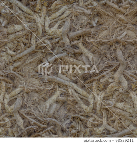 A large number of intertwined tree roots in place .Texture or background A large number of intertwined tree roots in place .Texture or background 98589211