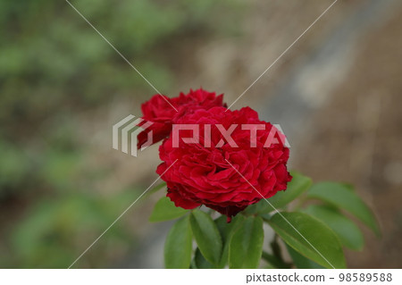 Arao City Ominous Citizen Flower Bed Rose Flower, 98589588