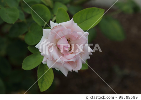 Arao City Ominous Citizen Flower Bed Rose Flower, 98589589