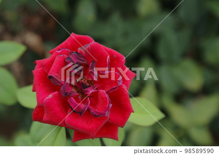 Arao City Ominous Citizen Flower Bed Rose Flower, 98589590