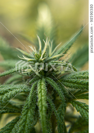 HDR close up shot of a cannabis plant blossom HDR close up shot of a cannabis plant blossom 98590380