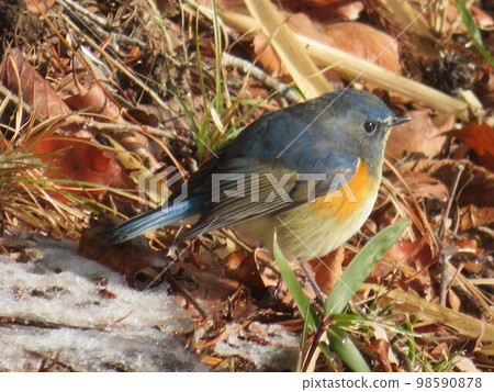 bird bird 98590878