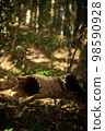 dead tree fallen tree 98590928