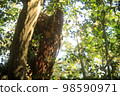 Image of trees 98590971
