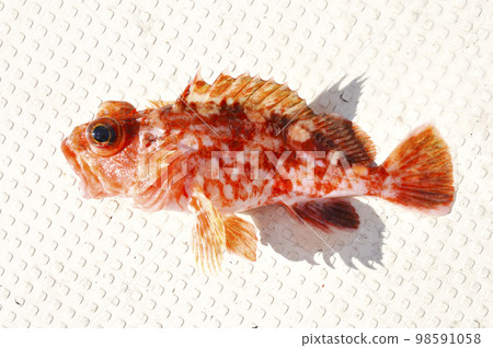small fish caught by boat 98591058