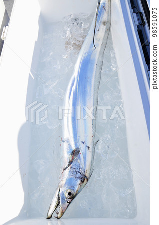 Cutlass in a cooler box Cutlass in a cooler box 98591075