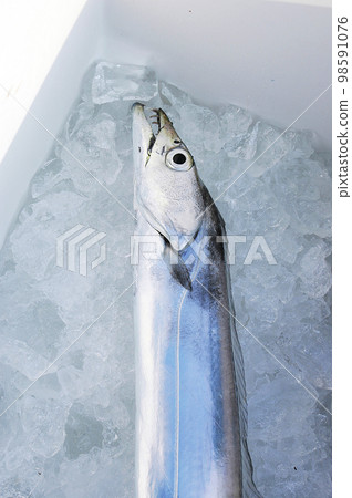 冷藏盒中的帶魚 98591076