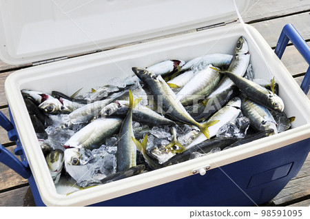 Put the fish you caught on the boat into the cooler box. Put the fish you caught on the boat into the cooler box. 98591095