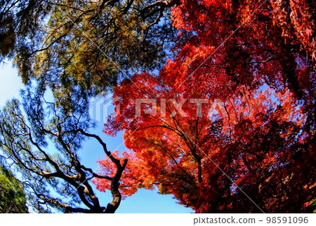 If you look up, the sky is red If you look up, the sky is red 98591096