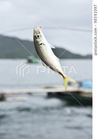 Horse mackerel caught by Sabiki fishing 98591097