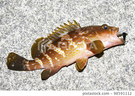 被誘餌釣到的魚 被誘餌釣到的魚 98591112