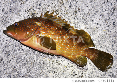 新鮮捕獲的野雞石斑魚狀況良好 新鮮捕獲的野雞石斑魚狀況良好 98591113