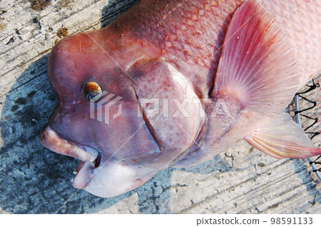 科布達人張大嘴巴的臉部特寫 98591133