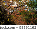 Autumn leaves trekking/climbing 98591162