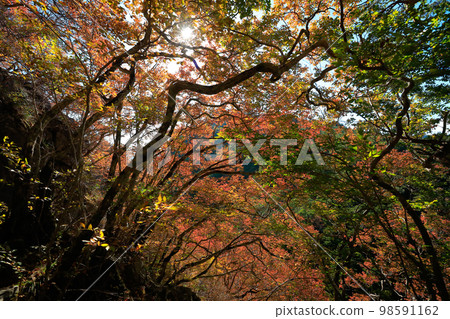 秋葉徒步/登山 98591162