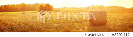 Panoramic view of the agricultural field after harvesting with rolls of hay. 98591912