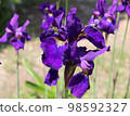 Close up of dark purple iris flower 98592327