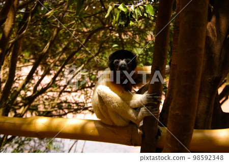 Portrait of the crowned sifaka aka Propithecus coronatus at Lemurs park, Antananarivo, Madagascar Portrait of the crowned sifaka aka Propithecus coronatus at Lemurs park, Antananarivo, Madagascar 98592348