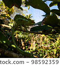 portrait of panther chameleon aka Furcifer pardalis in Andasibe-Mantadia National Park, Madagascar 98592359