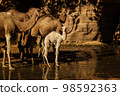 Portrait of drinking camels in canyon aka guelta Bashikele ,East Ennedi, Chad 98592363