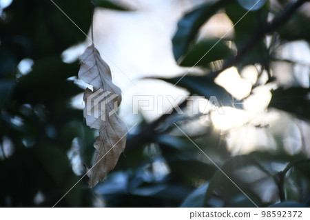 Dead leaves 98592372