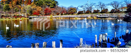 高松公園冬季信使天鵝,深秋風光,全景 高松公園冬季信使天鵝,深秋風光,全景 98592604