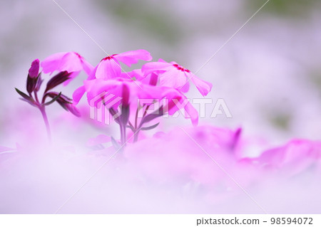 Cute pink moss phlox in spring 98594072